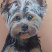 portrait chien yorshire pastel