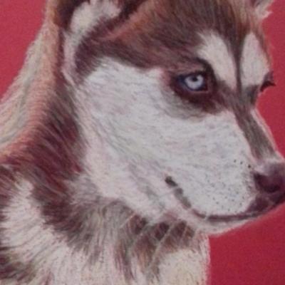 portrait chien husky au pastel